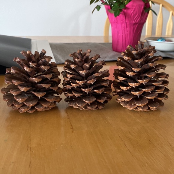 Large Pinecones (9) - Picture 5 of 5